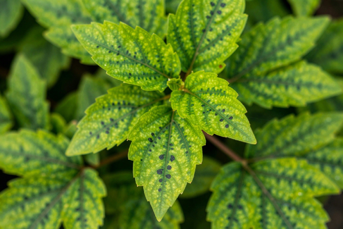 Identifica le macchie scure sulle foglie: cause comuni e soluzioni efficaci per il tuo giardino